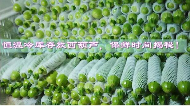 恒溫冷庫存放西葫蘆，保鮮時間揭秘!