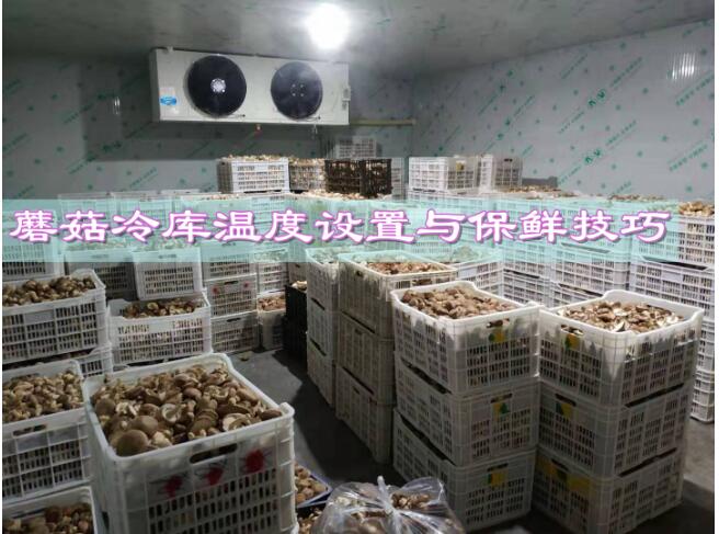 蘑菇冷庫溫度設置與保鮮技巧:確保新鮮和優(yōu)質的蘑菇
