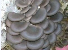 冷庫(kù)可用于蘑菇、金針菇等食用菌的種植啦